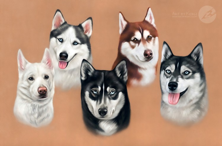 Zana, Sky, Koda, Jasper & Bella