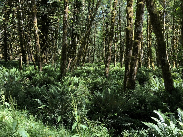 Olympic National Rain Forest II