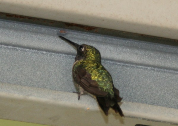 Close Up Humming Bird