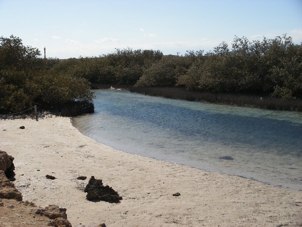 Mangrove Oasis