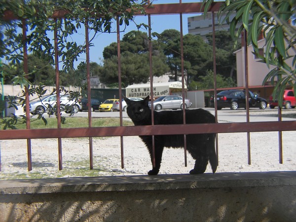 One eyed black cat Jack