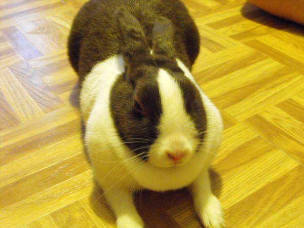 Claire the rabbitt