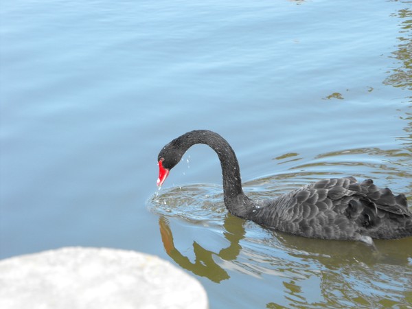 swan
