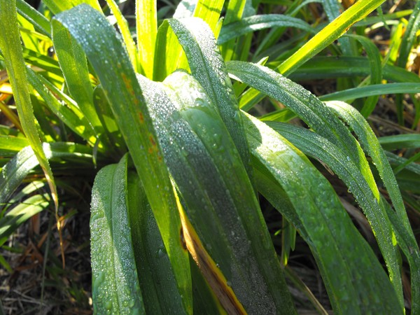 Morning Dew