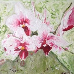 Orchids