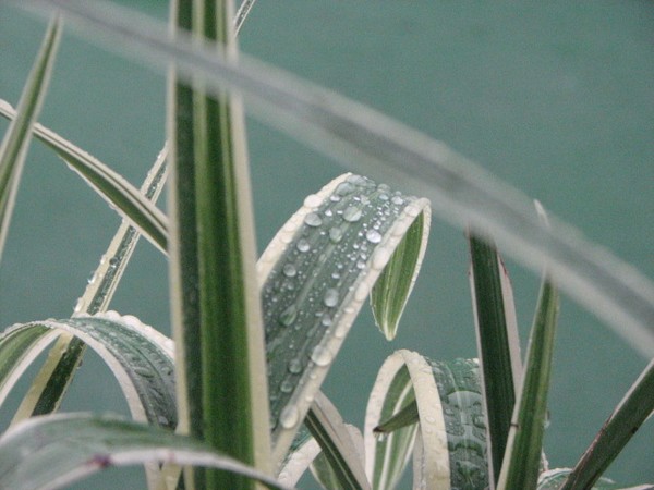 Soft Rain on a hard day. 