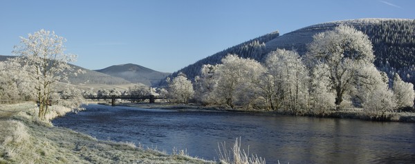 Frosty Tweed