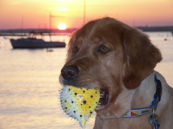 Golden Retiever Portrait