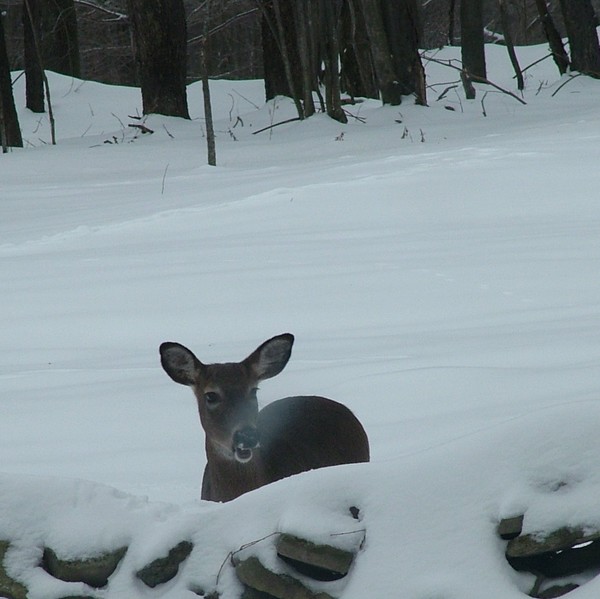 Winter Deer