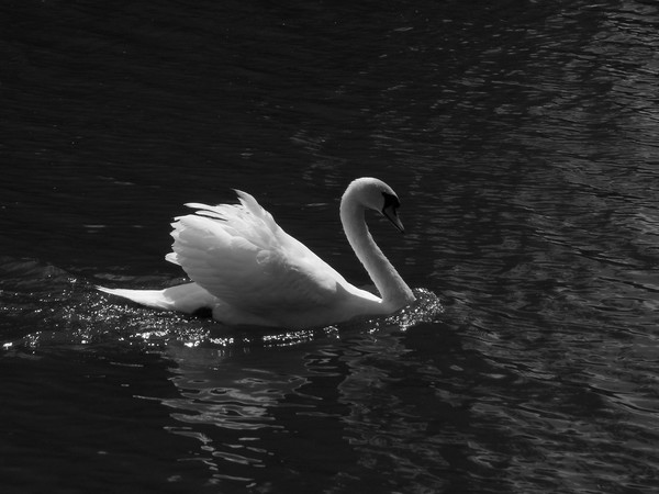 Silent Beauty