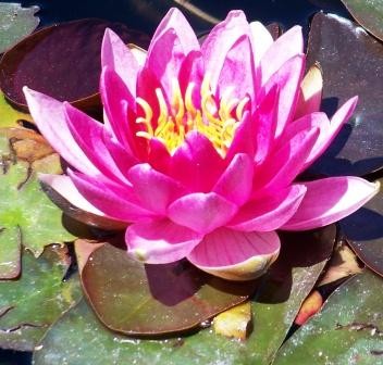 PINK WATER LILY 2