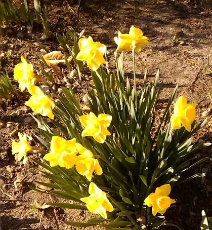Sure Signs Of Spring