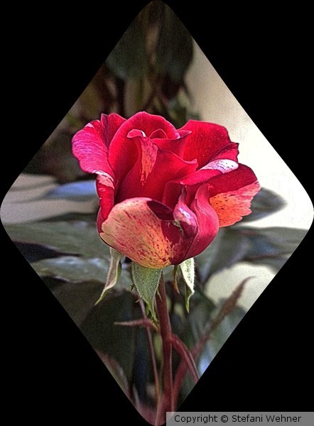 a rose in the box