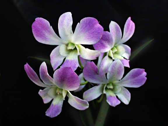 Smiling Orchids