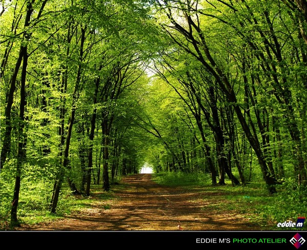 The Green Tunnel