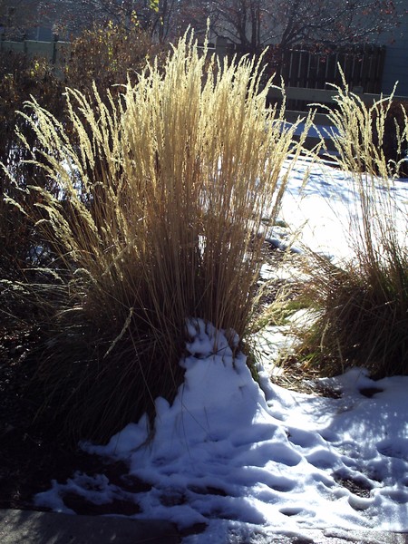 snowy grass