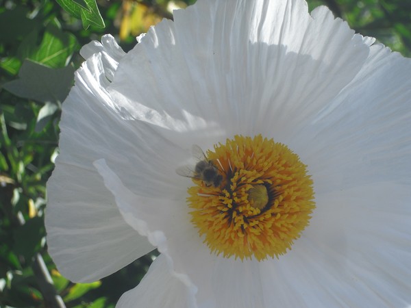 Bee Flowers