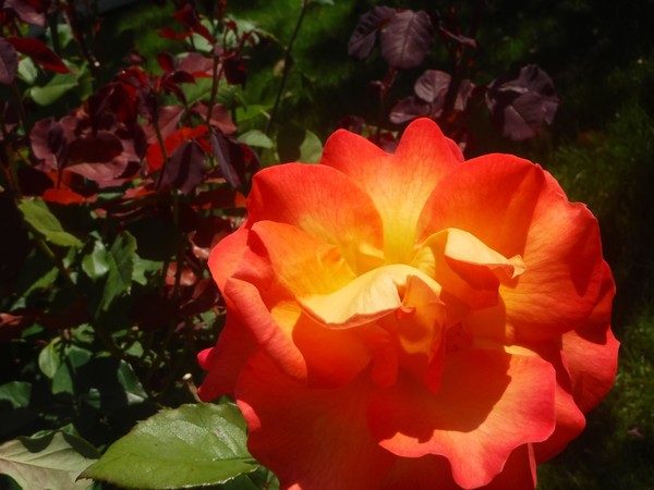 Fire Flower