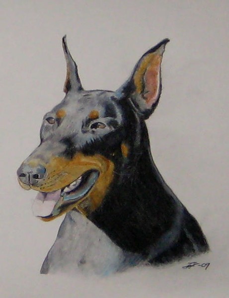 Dobermann