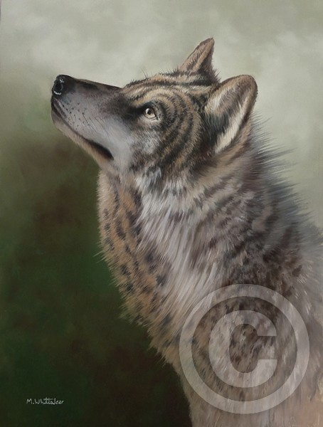 Grey Wolf