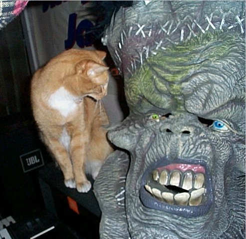   Halloween Cat