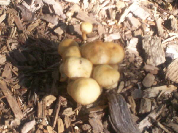 mushrooms in whole
