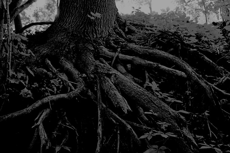 Creepy Woods