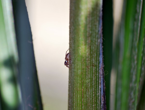 Nikon_07192009_4316