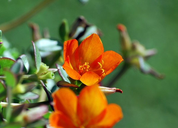 Nikon_08062009_4413