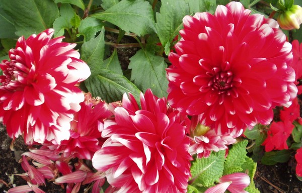 Beautiful Dahlias