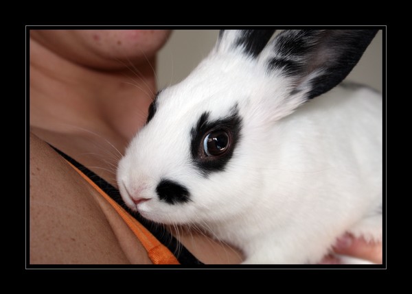 Bun Bun