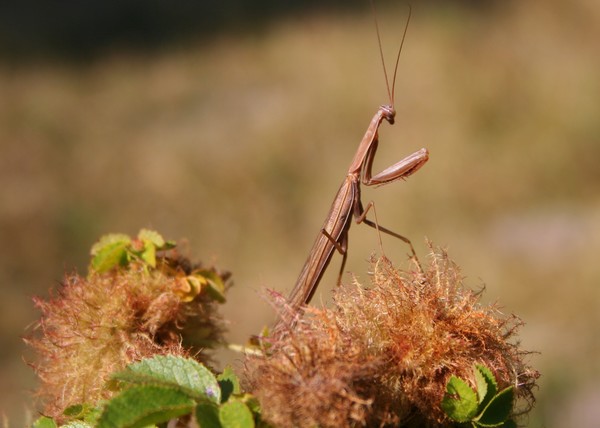 Praying Mantis