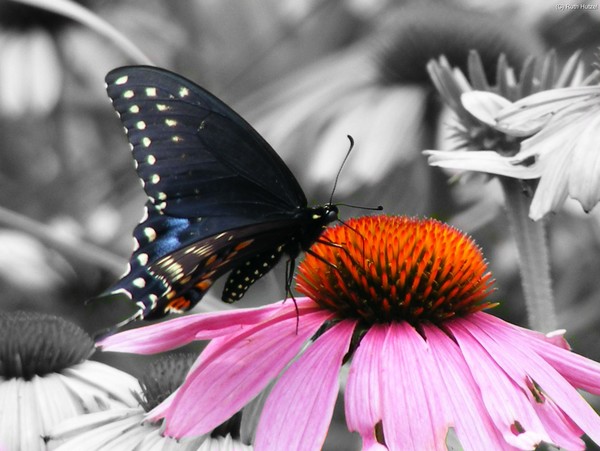 Flutterby II