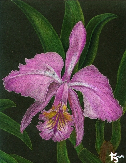 Sensual Orchids 1
