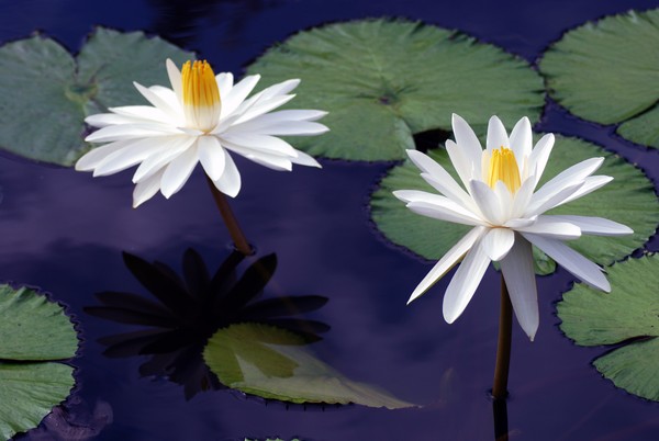 Water Lilies