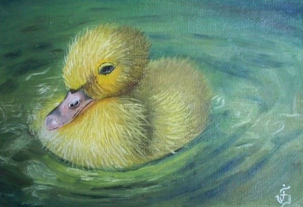 Swimming Duck
