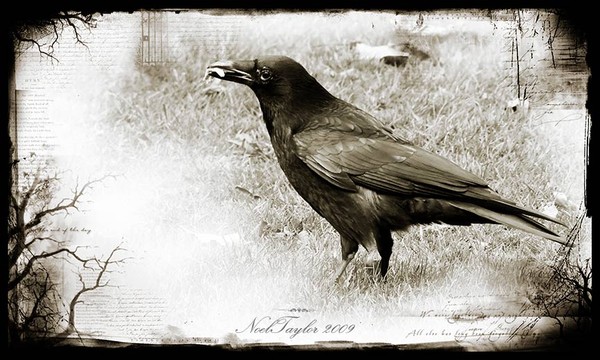 Crow