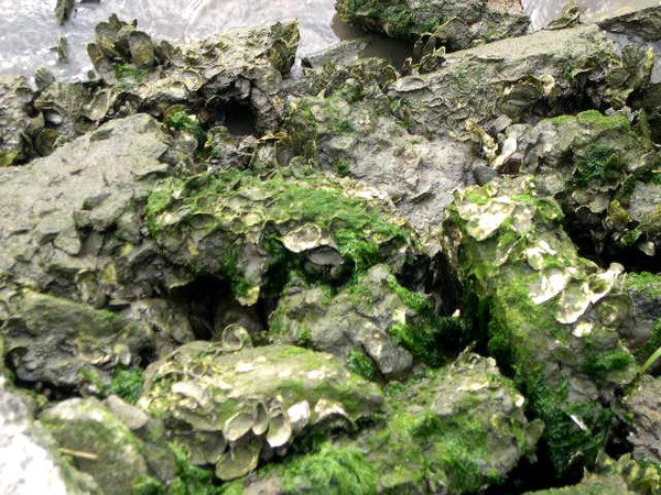 Mossy Rocks 01