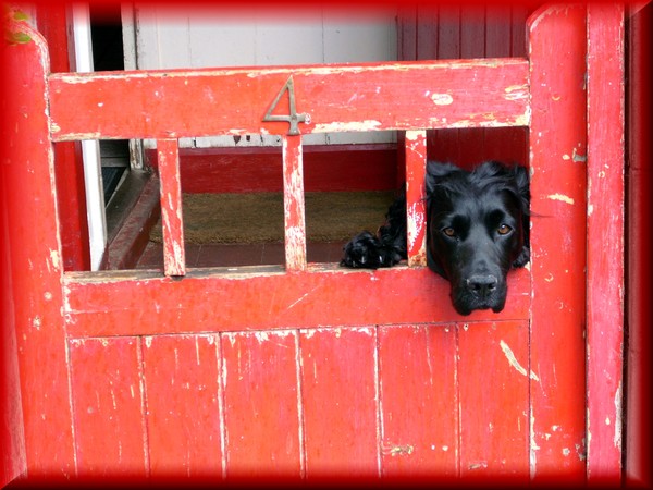 Dog in St Ives Cornwall