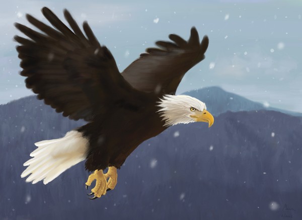 Bald Eagle