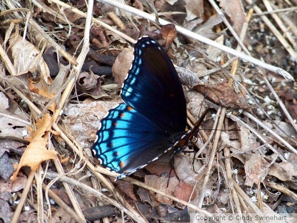 Butterfly2