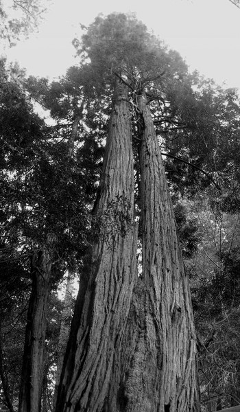 Giant Sequoia