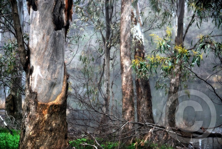 Trees and Wattles in Winter