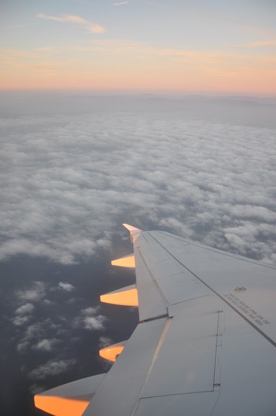 wing