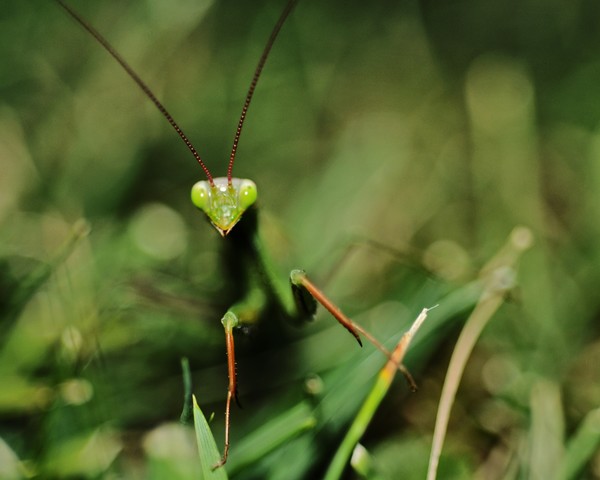 Mantis Head and Arms