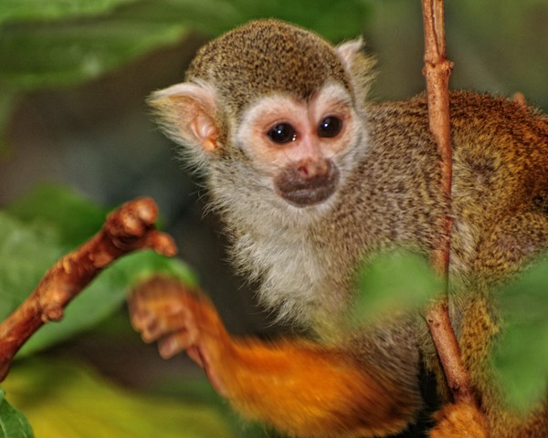 Little Monkey