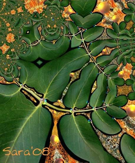 Leaf and Lichen