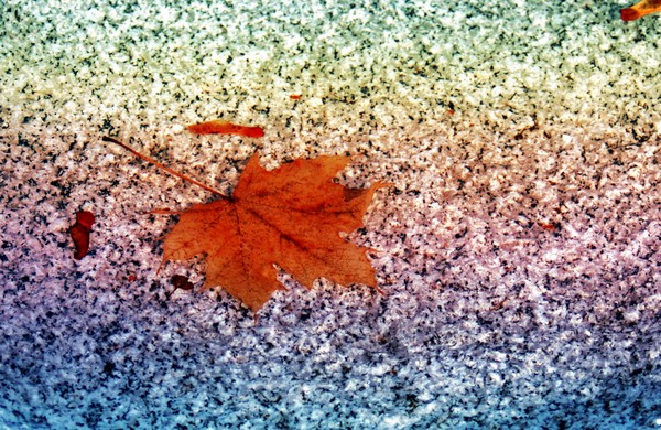 Leaf