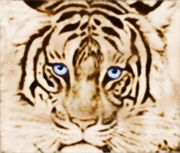 Blue eye tiger