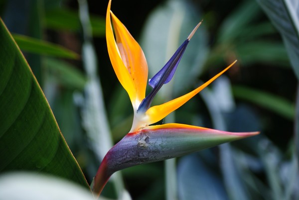 Bird Of Paradise